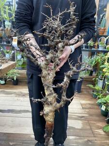 1/30入荷　48番　コミフォラ ピンネイトリーブス Commiphora pinnate leaves 送料無料(沖縄・離島は別途料金)