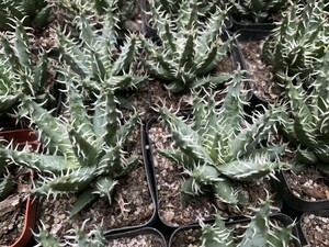  erina care Aloe erinacea rare aloe 10 stock 