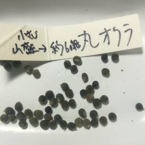 ■■今が播き時■■ ！増量中！【 丸オクラ 種 100粒以上 】自然農法（農薬不使用 無肥料 不耕起）自然栽培 自家採種 送料63円～の画像1