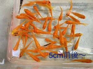 50匹売り★鯉 稚魚 鯉仔 餌用 観賞用 約5cm前後～ えさ鯉★同梱可 姉金 小赤