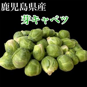 鹿児島県産　芽キャベツ　箱込み 900g 送料無料