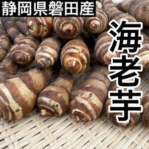 超高級食材 静岡県磐田産　海老芋　コンパクトボックス1キロ　送料無料