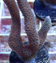 No.3 Montipora samarensis SPS|SPS ハードコーラル　アクアスタイルユー サンゴ 通販 販売 ASY_画像2