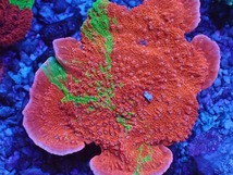 No.2 Grafted montipora foliosa ultra frag ウスコモン|SPS ハードコーラル　アクアスタイルユー サンゴ 通販 販売 ASY_画像2