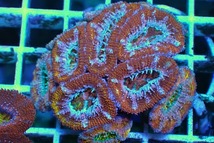 No.5　オーストラリア産カクオオトゲキクメイシ|ハードコーラル プクプク系 アクアスタイルユー サンゴ 通販 販売 ユラユラ ASY_画像2