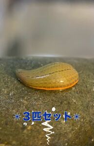 色薄ネッタイチスイビルHirudinaria Manillensis３匹セット