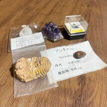 三葉虫 アンモナイト 化石 アメジスト 原石 水晶 サメの歯 宝石 天然石 まとめ 5点_画像1