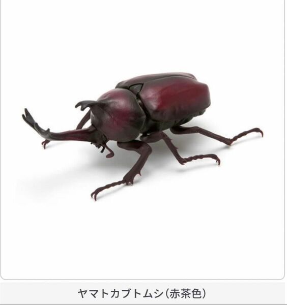 ヤマトカブトムシ　赤茶色いきもの大図鑑　かぶとむし01 ガチャ　ガシャポン　BANDAI バンダイ　生き物大図鑑　昆虫　赤褐色