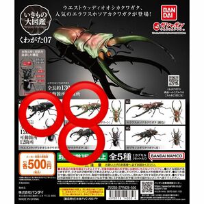 いきもの大図鑑　くわがた07 3種　エラフスホソアカクワガタ　メタリックグリーン　ミヤマクワガタ　ウエストウッディオオシカクワガタ