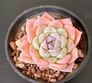 新入荷★韓国苗★ピンクダイヤ★可愛い紅葉大苗美苗★多肉植物★エケベリア