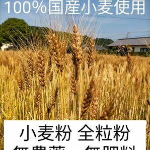 自然栽培 国産小麦(ミナミノカオリ) 全粒粉 450ｇ 令和5年収穫 送料無料