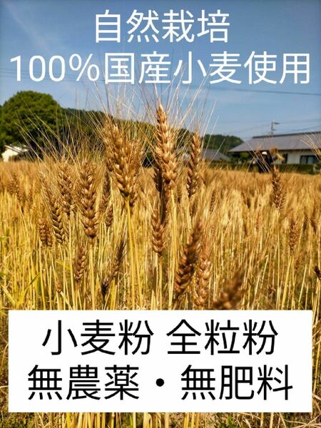 自然栽培 国産小麦(ミナミノカオリ) 全粒粉 450ｇ 令和5年収穫 送料無料