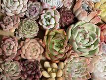 44株　P328多肉植物 エケベリア属　Echeveria DC 　ベンケイソウ科　交雑種類　超美苗 サボテン 観葉植物 花 レア種44株セット_画像3