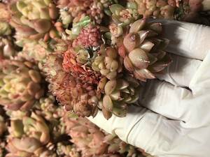 22株 P572-3多肉植物 エケベリア ワインレッドのバラ 超美苗 サボテン 観葉植物 花 園芸　レア種 