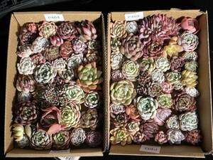 77株　P403+P404株 多肉植物 エケベリア属　Echeveria DC 　ベンケイソウ科　交雑種類　超美苗 サボテン 観葉植物 花 レア種77株セット