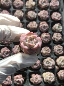 105株 P56-4多肉植物 エケベリア 雪うさぎ 超美苗 サボテン 観葉植物 花 園芸　レア種 土と根付きで