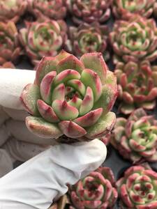 105株 P93-4多肉植物 エケベリア 粉水 超美苗 サボテン 観葉植物 花 園芸　レア種 土と根付きで