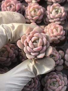 128株 P129-7多肉植物 エケベリア エリ女王 超美苗 サボテン 観葉植物 花 園芸　レア種 土と根付きで