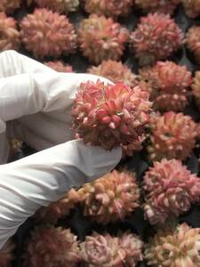 105株 P4-1多肉植物 エケベリア 赤い女王 超美苗 サボテン 観葉植物 花 園芸　レア種 土と根付きで