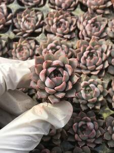 128株 P122-1多肉植物 エケベリア ファンテ 超美苗 サボテン 観葉植物 花 園芸　レア種 土と根付きで