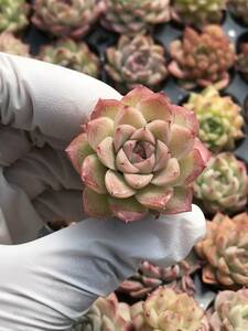 128株 Q831-2多肉植物 エケベリア 女王 超美苗 サボテン 観葉植物 花 園芸　レア種 土と根付きで