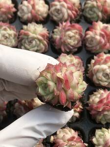 128株 Q847-2多肉植物 エケベリア 女王 超美苗 サボテン 観葉植物 花 園芸　レア種 土と根付きで