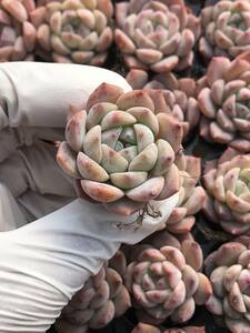 105株 Q830-4 多肉植物 エケベリア イチゴスムージー 超美苗 サボテン 観葉植物 花 園芸　レア種 土と根付きで