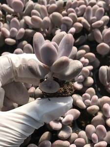 105株 Q816-4多肉植物 エケベリア 桃の美人 超美苗 サボテン 観葉植物 花 園芸　レア種 土と根付きで