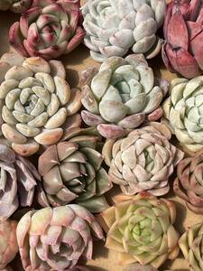 37株　Q251　多肉植物 エケベリア属　Echeveria DC 　ベンケイソウ科　交雑種類　超美苗 サボテン 観葉植物 花 レア種 