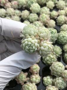 127株 Q845-5多肉植物 エケベリア ラノリン球 超美苗 サボテン 観葉植物 花 園芸　レア種 土と根付きで