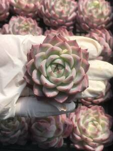 20株 Q624-1多肉植物 エケベリア ピンクのクリスタル 超美苗 サボテン 観葉植物 花 園芸　レア種 