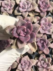 105株 Q932-1多肉植物 エケベリア 紫 超美苗 サボテン 観葉植物 花 園芸　レア種 土と根付きで