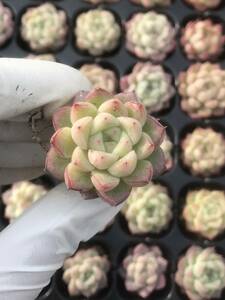 105株 R575-2多肉植物 エケベリア 七仙女 超美苗 サボテン 観葉植物 花 園芸　レア種 土と根付きで