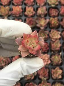 128株 R614-4多肉植物 エケベリア 魯氷花 超美苗 サボテン 観葉植物 花 園芸　レア種 土と根付きで