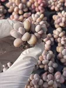 105株　S30-2　多肉植物 エケベリア　　桃の卵　　　超美苗 サボテン 観葉植物 花 園芸　レア種 土と根付きで