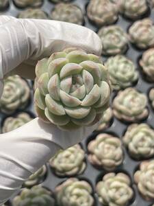 128株　S134-2　多肉植物 エケベリア　　 白い恋　　超美苗 サボテン 観葉植物 花 園芸　レア種 土と根付きで