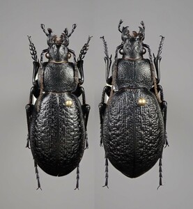 遼寧省産 オサムシ Tomocarabus kruberi gaiensis ペア【標本】