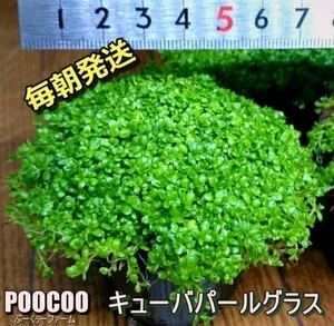 【毎朝発送】キューバパールグラス（6cmポット、水草、前景草、無農薬、スネールなし） No1588