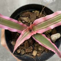 ［Pof］Cryptanthus bivittatus Pink Starlight クリプタンサス・ピンクスターライト ②_画像5