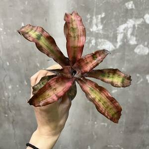 ［Pof］Cryptanthus Strawberry Short Cake クリプタンサス・ストロベリーショートケーキ