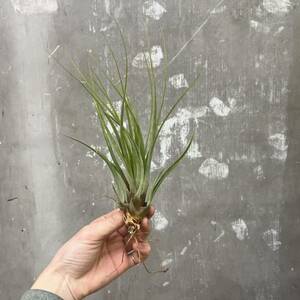 ［Pof］Tillandsia flavobracteata ティランジア・フラボブラクテアタ ②