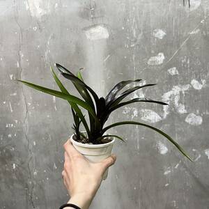 ［Pof］Neoregelia Tar Baby ネオレゲリア・ターベイビー ②