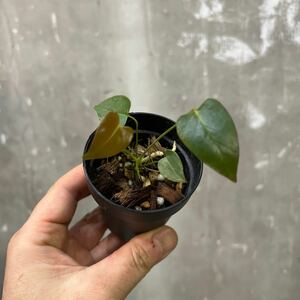 ［Pof］Anthurium longissilobum アンスリウム・ロンギッシミロブム