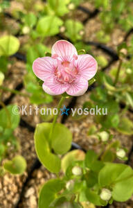 紅花・梅鉢草（ベニバナ・ ウメバチソウ）３寸（9.0cm)ポリポット栽培 ●植え替え直後苗