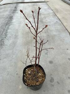  large real. blueberry seedling * azalea .3 size ~3.5 size poly- pot cultivation height of tree 25cm~ no. 4 kind mail is single goods shipping ., postage 500 jpy rom and rear (before and after) * Yupack 80 size 