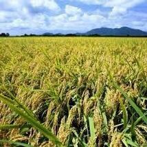 令和5年産　コシヒカリ・新潟県認証特別栽培米　白米か玄米5キロ 1個　色彩選別済26_画像8