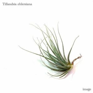 チランジア エーレルシアナ S size (エアープランツ ティランジア ehlersiana)