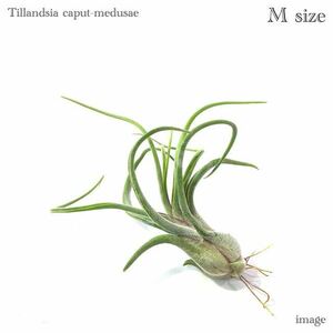 チランジア カプトメデューサ M size (エアープランツ ティランジア caput-medusae)