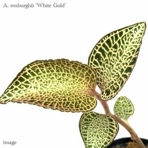 アネクトキルス ロクスバーギー 'ホワイトゴールド' 2寸 (ジュエルオーキッド 宝石蘭 Anoectochilus roxburghii 'White Gold')