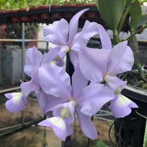 C. nobilior f. coerulea x sib ('Arara Azul' x 'Papagaio Verde') 洋蘭 原種